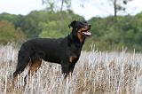 BEAUCERON 565